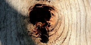 蜜蜂从树干的洞里出来