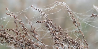 带露珠的树枝挂在蜘蛛网上