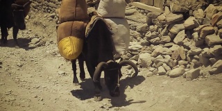 在尼泊尔运送补给的黑牛。