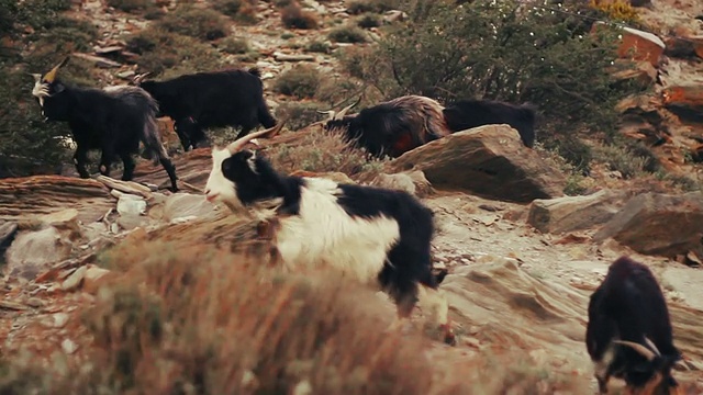 一群山羊正穿过喜马拉雅山脉的一个山谷
