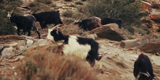 一群山羊正穿过喜马拉雅山脉的一个山谷