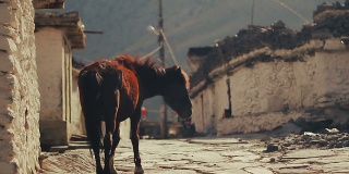 尼泊尔野马区一个偏远村庄的街道上。