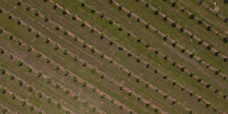 空中:飞越橄榄树种植园，垂直视野