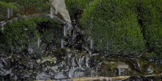 水滴落在苔藓上