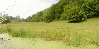 在繁殖期，蜻蜓飞得很慢，飞过群山中的绿色沼泽