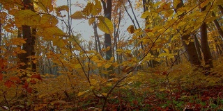 秋天的森林黎明。延时拍摄电动滑块。
