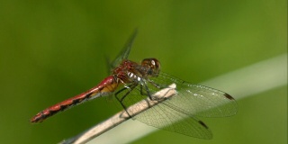 红蜻蜓起飞的慢镜头