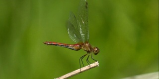 红蜻蜓起飞的慢镜头