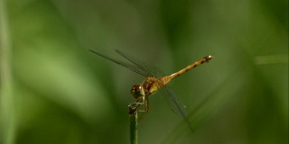 慢镜头中的蜻蜓起飞