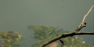 黑色和蓝色的蜻蜓起飞在慢镜头