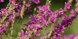 春天粉红色的花朵上飞着蜜蜂在采蜜