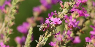 春天粉红色的花朵上飞着蜜蜂在采蜜