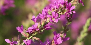 春天粉红色的花朵上飞着蜜蜂在采蜜