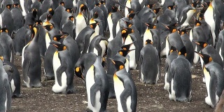 福克兰群岛布拉夫湾的一群帝企鹅