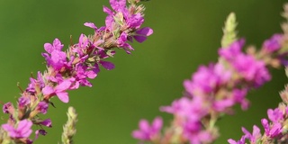 春天粉红色的花朵上飞着蜜蜂在采蜜