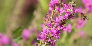 春天粉红色的花朵上飞着蜜蜂在采蜜