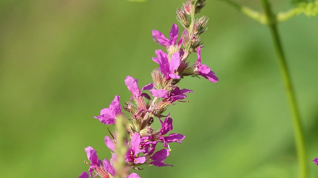 春天粉红色的花朵上飞着蜜蜂在采蜜