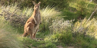 袋鼠沙袋鼠-澳大利亚野生动物