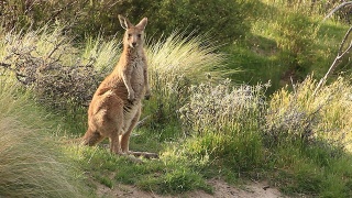 袋鼠沙袋鼠-澳大利亚野生动物视频素材模板下载