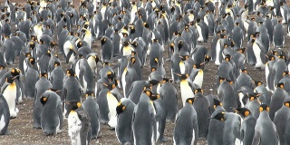 福克兰群岛布拉夫湾的一群帝企鹅