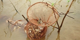 渔民将新鲜捕获的鱼放在浸泡在水中的网箱里