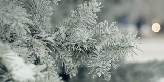 雪中的冷杉树枝和模糊的汽车交通背景