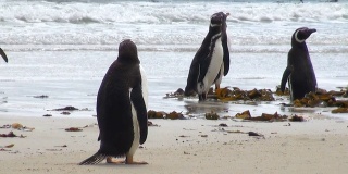 企鹅-麦哲伦和巴布亚