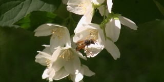 小黄蜂在茉莉花上