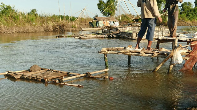 一个渔民从一个小的木制平台上向池塘里撒网。