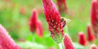深红的三叶草花和蜜蜂