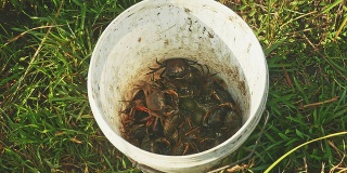 一个捕蟹者在稻田里捉到的一桶泥蟹的特写