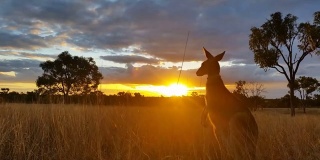 袋鼠日落澳大利亚景观