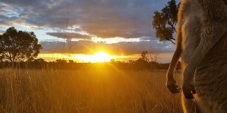 袋鼠日落澳大利亚景观
