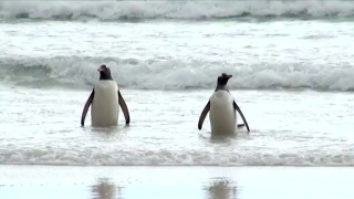 企鹅-麦哲伦和巴布亚视频素材模板下载