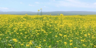 油菜花和蓝天