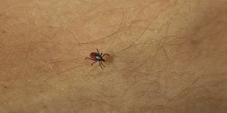 蜱是各种疾病的寄生载体