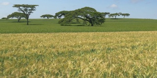 天线:肯尼亚黄色和绿色的麦田