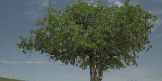 航拍:非洲狩猎中的纸牌树