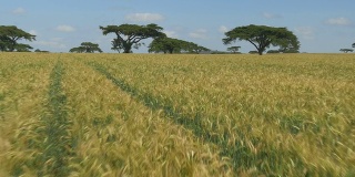 天线:肯尼亚的麦田