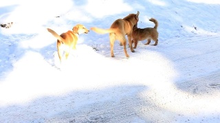 在雪中和狗玩视频素材模板下载