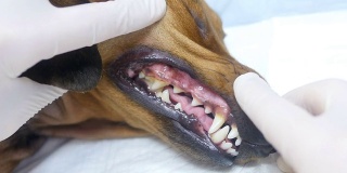 兽医检查狗的牙齿