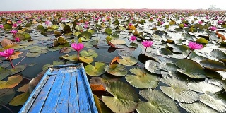 粉红莲花之海，泰国