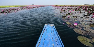 粉红莲花之海，泰国