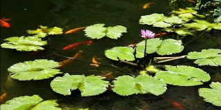 在紫色莲花下游泳的锦鲤第二部分