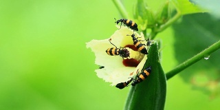 油甲虫和秋葵花