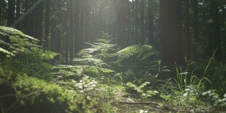 慢镜头:早春阳光明媚的森林地面