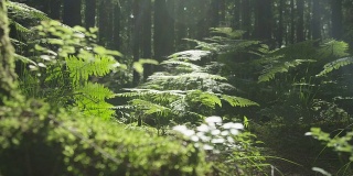 慢镜头:阳光明媚的树林里，树木、树根和苔藓