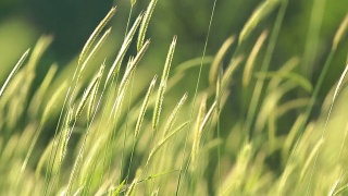 模糊的草地与绿色的田野和山的背景，HDR拍摄视频素材模板下载