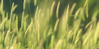 模糊的草地与绿色的田野和山的背景，HDR拍摄