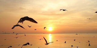 一群海鸥在夕阳中飞过大海
